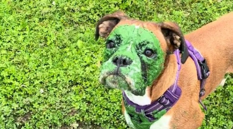 Dog Startles Her Mom with ‘Hulk’ Green Face After Playing in the Lake