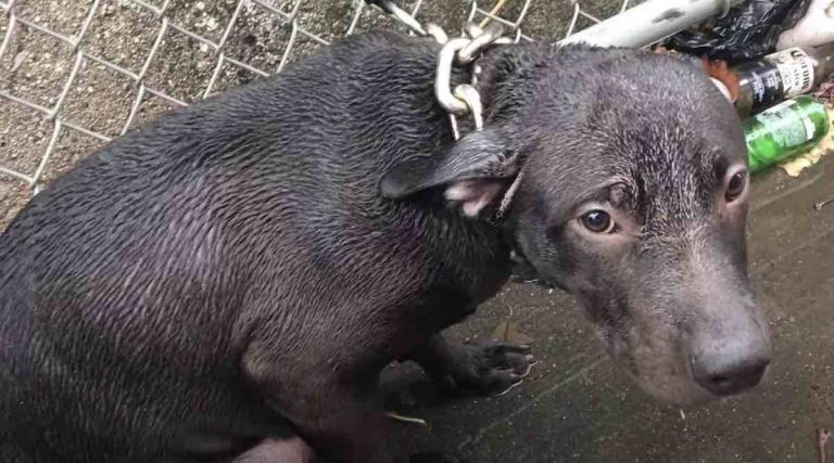 Cop Spots Small Pit Bull Chained Up In The Rain And Shivering