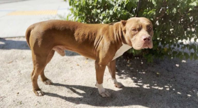 Abandoned Pit Bull Howls Every Morning Looking For His Family