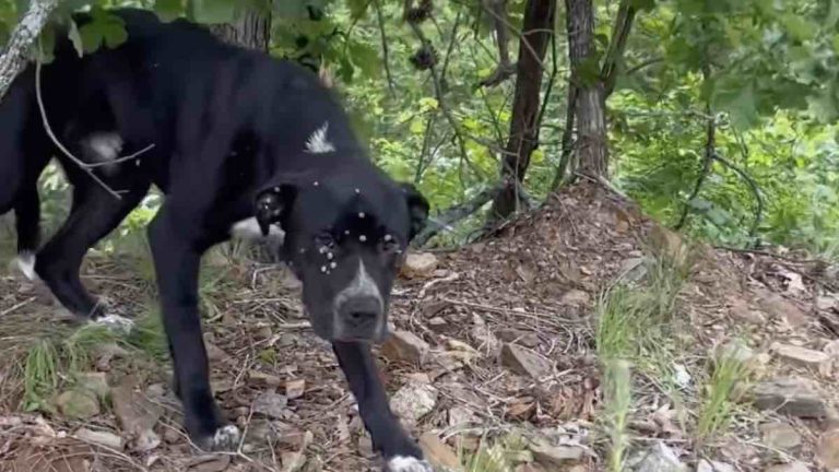 Woman Rescues Tick-Covered Dog from Forest