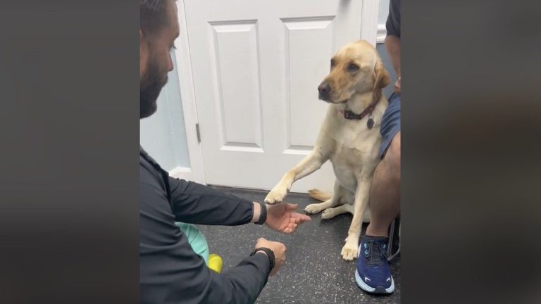 Sweet Dog Holds Out Her Hurt Paw to Vet After He Earns Her Trust