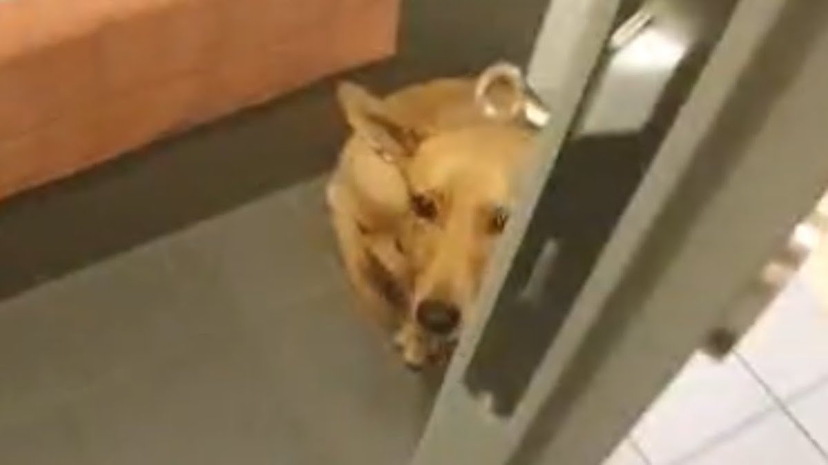 Couple Adopt Troubled Shelter Dog Afraid of Going Outside