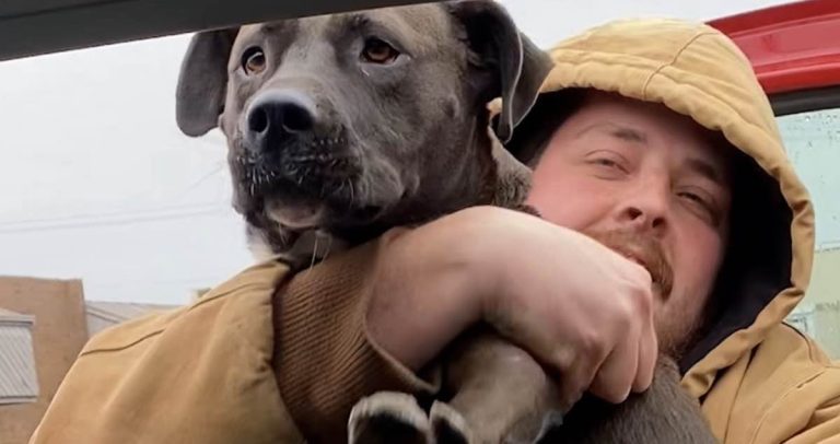 Husband Insists on Rescuing Pit Bull Abandoned in Parking Lot