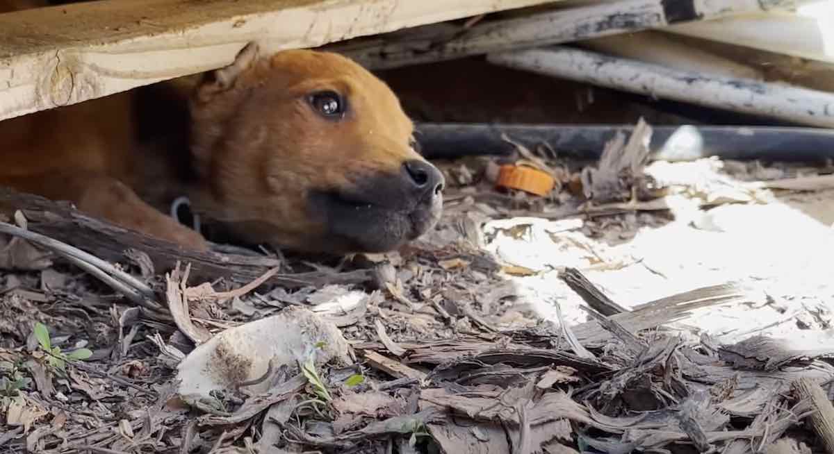 Stray Puppy Leads Rescuers to Her Hideout, Then Melts into Rescuer’s Arms