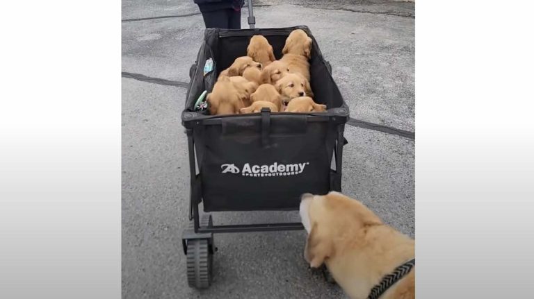 12 Golden Retriever Puppies Head To The Vet For Check Up And Make Everyone Smile
