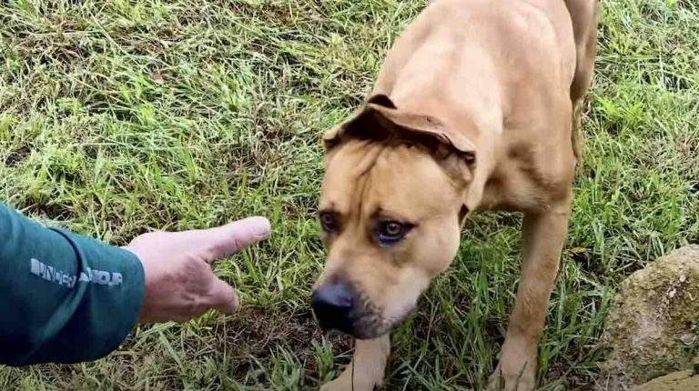 Couple Spends a Year Trying to Persuade Stray Dog to be Rescued