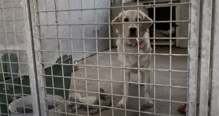 Shelter Dog Too Terrified to Leave Her Kennel Now Won’t Stop Wagging Her Tail