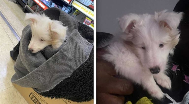 Woman Finds Dumped Blind and Deaf Puppy Shivering in Parking Lot