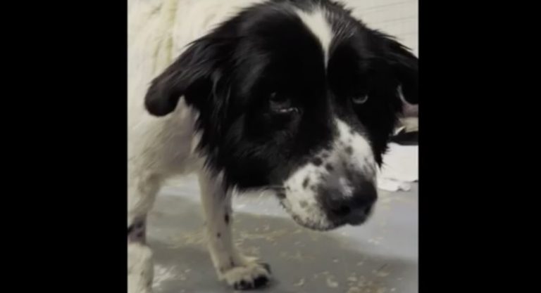 Frostbitten Dog Chained In Snowstorm Almost Had His Sweet Spirit Broken