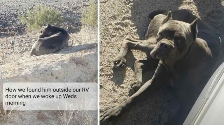 Couple Wake to Find Skinny Cane Corso Sleeping by Their Campsite in the Desert