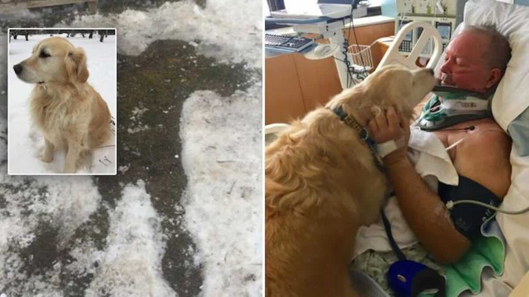 Loyal Dog Keeps Her Dad Alive After He Suffers Traumatic Fall That Traps Him In Freezing Snow