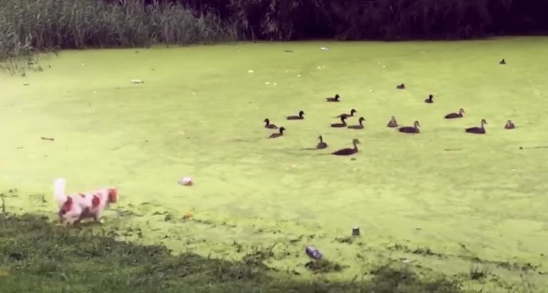 Naughty Dog Chasing Ducks Learns Lesson About Green Grass