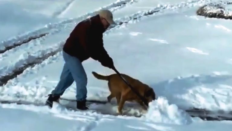 Funny Dogs Love ‘Helping’ Their Families Shovel Snow