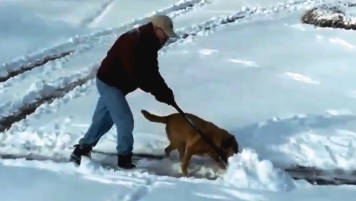 Funny Dogs Love 'Helping' Their Families Shovel Snow