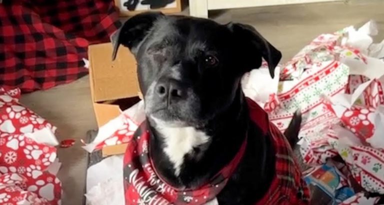 Pit Bull Overcome with Delight When Santa Visits