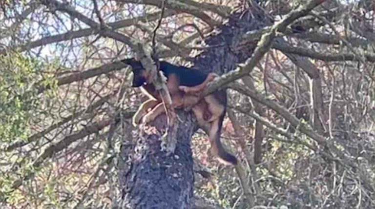 Family Finds Lost German Shepherd Dog Barked Up Wrong Tree and Got Stuck