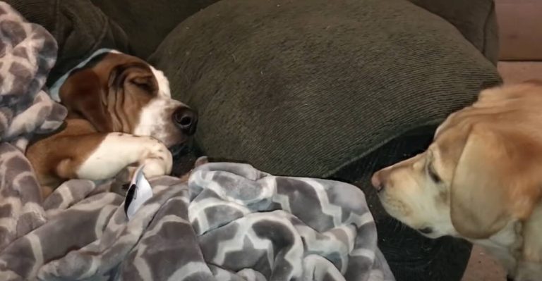 Basset Hound is Definitely Not ‘A Morning Person’