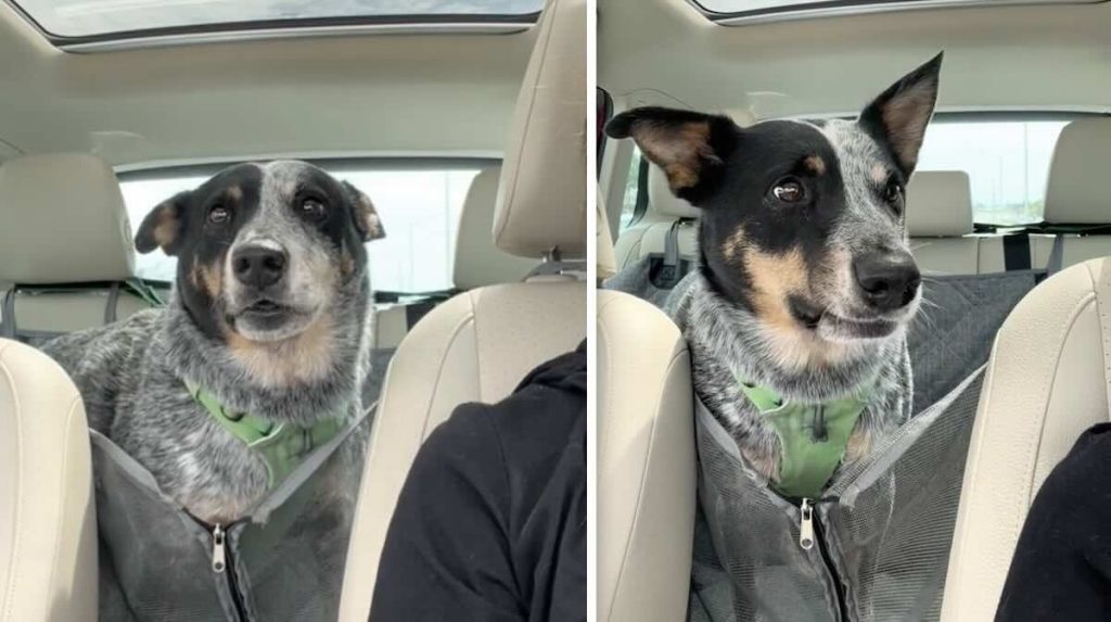 Nosh reacts to hearing he's visiting grandparents