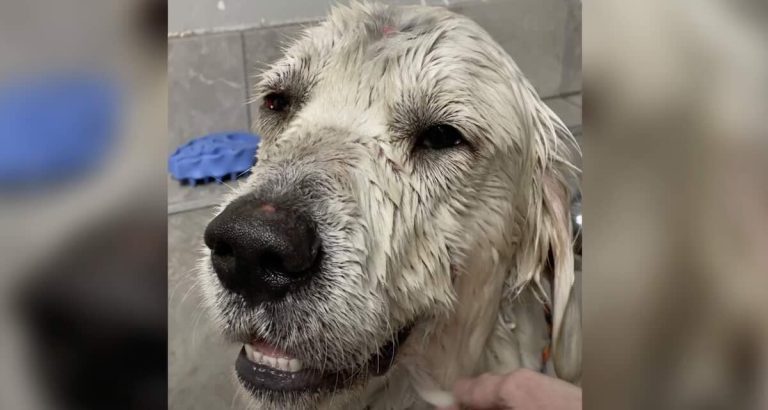 Young Golden Retriever Found in Shocking Condition in Ditch Near  Mount St. Helens