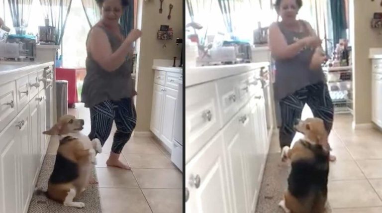 Adorable Beagle Loves Dancing with Grandma