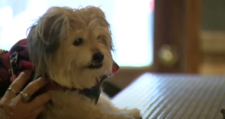 Senior Dog Escapes Backyard and Ends Up at Local Bar Having a Great Time