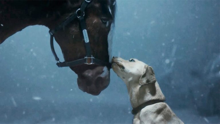 Dog Comes to the Rescue of Budweiser Clydesdales Making an ‘Old School Delivery’ in Super Bowl LVIII Ad