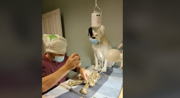 Dad Performs ‘Surgery’ On His Boxer Dog’s Favorite New Toy As She Adorably Looks On