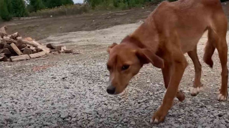 Woman Spots Skinny Puppy Hanging Around Her Brand New Home