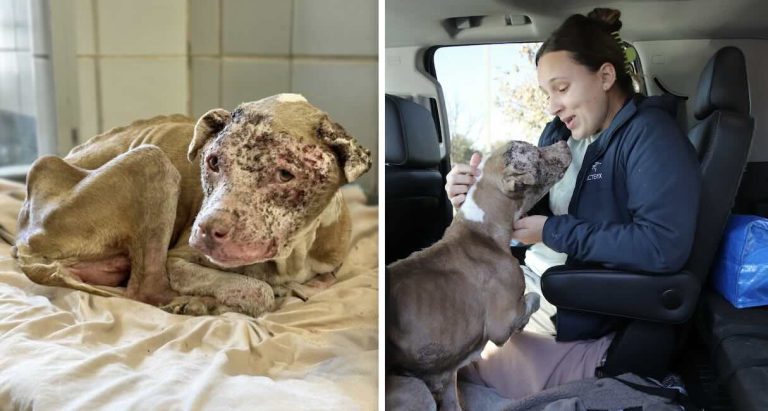 17-Year-Old Emaciated Dog Shivering in the Cold Finds New Loving Home Just Hours Later