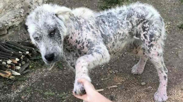 Friendly Stray Dog Keeps Giving Her Paw To Rescuers Who Find Her