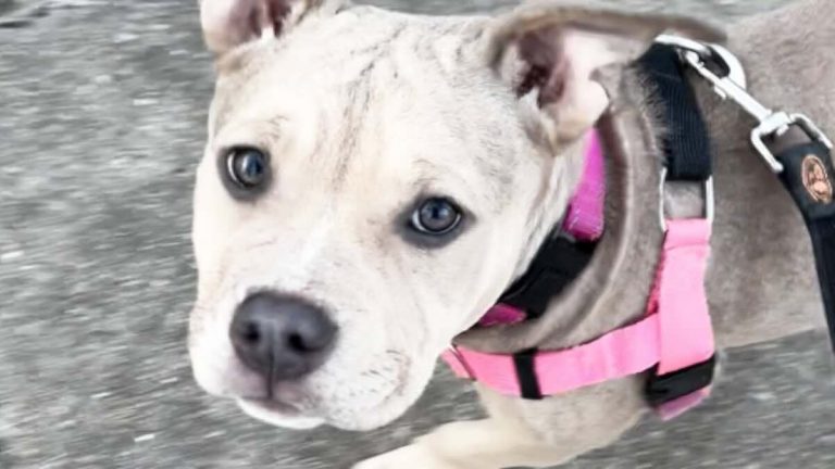 Deaf Pit Bull Found in Dumpster is the Goofiest Couch Surfer Now