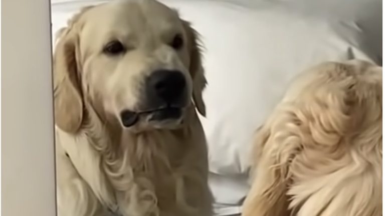 Golden Retriever Hilariously Practices His Mean Face In The Mirror