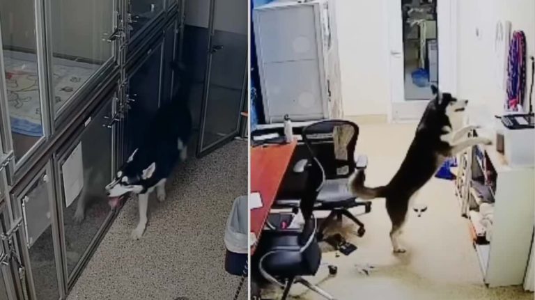 Husky Breaks Out of Pet Shelter and Throws Himself Late Night Party