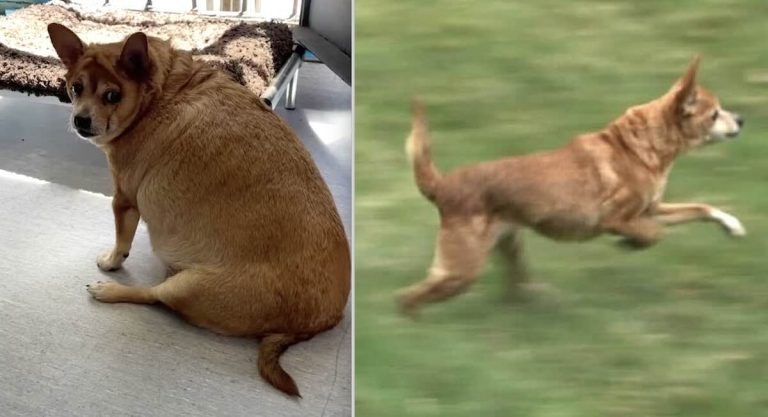 Obese Chihuahua Who Could Barely Stand Up Now a Bundle of Energy Thanks to Rescuers