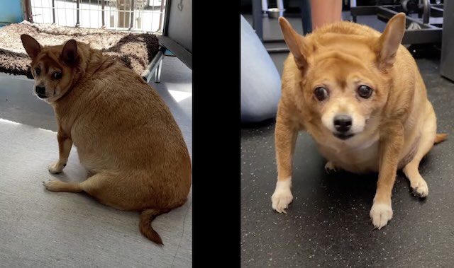 Sox when she weighed 30 pounds