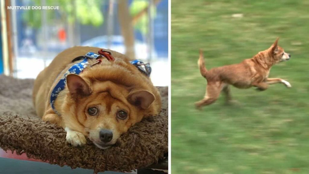 Sox, the obese Chihuahua