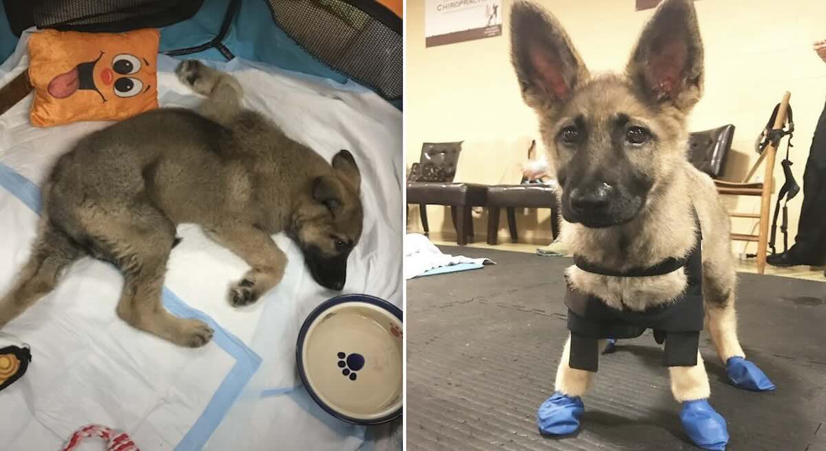 Rescued German Shepherd Puppy With Swimmer’s Syndrome Teaches Her