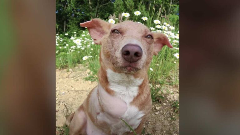 Dog with Rare Genetic Condition that Affects His Bones Experiences Life to the Fullest