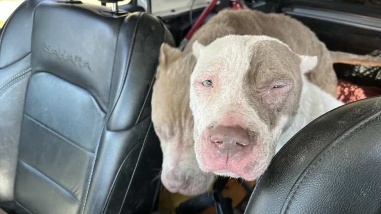 Two Pittie Puppies Trapped in Abandoned Church During Gas Leak Rescued