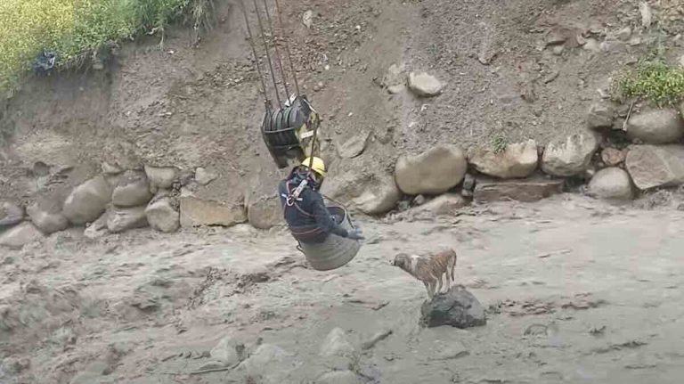 Construction Workers Rescue Stray Dog From Raging River