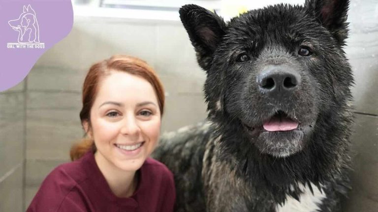 Handsome American Akita Gets His First Bath