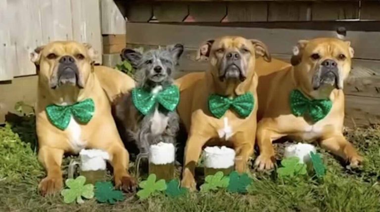 Rescue Dogs Adorably Lap Up Fake Beer to Celebrate St. Patrick’s Day
