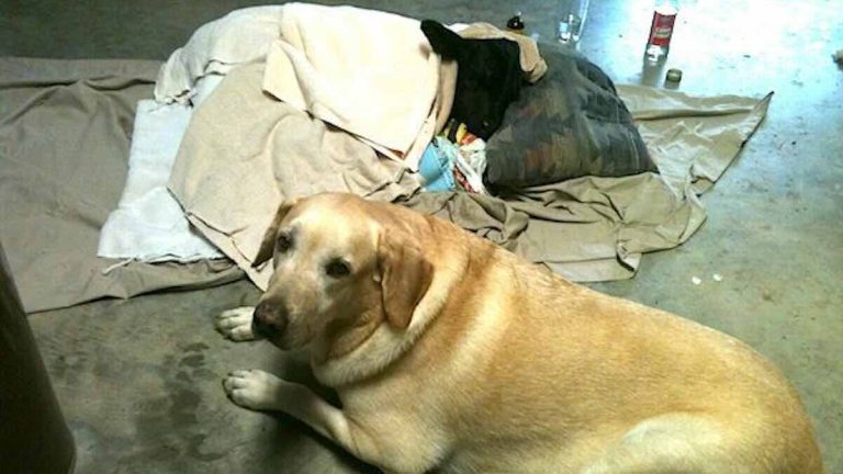 Labrador Retriever Rescues Freezing Calf and then Refuses to Leave His Side