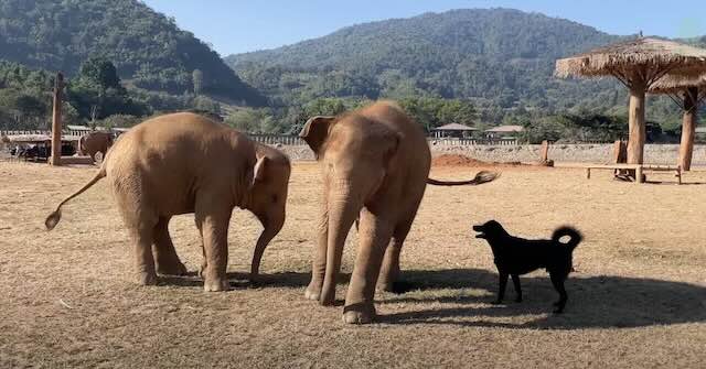 dog with elephants at Save the Elephant Foundation