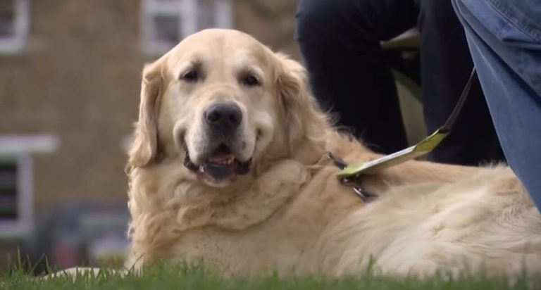 Guide Dog ‘Dogfather’ Retires After Fathering Over 300 Puppies