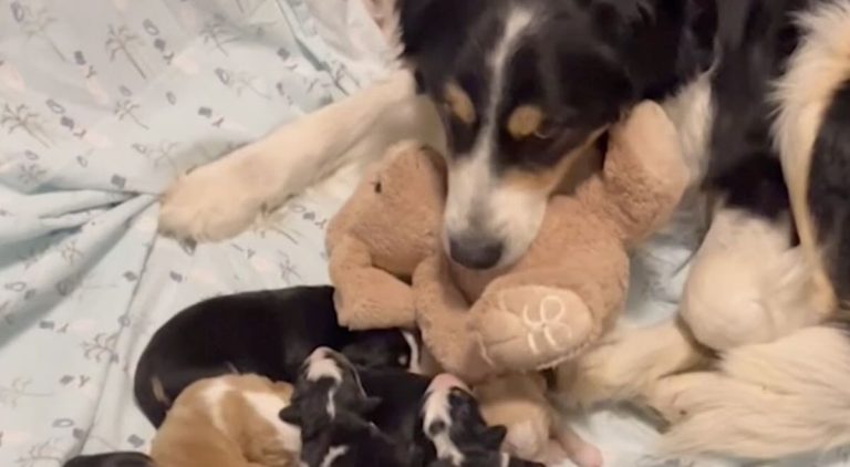 Sweet Mama Dog Keeps Bringing Stuffed Toy to Comfort Newborn Puppies