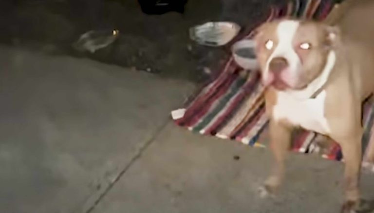 Woman Rents Truck To Rescue Pit Bull In The Middle Of The Night