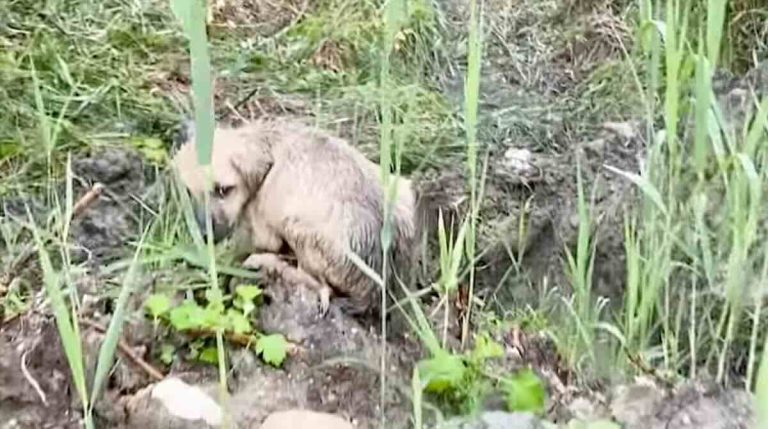 Man Rescues Tiny Stray Puppy Stranded in the Rain