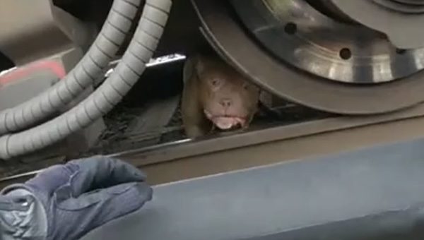 dog rescued from under train