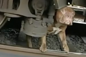 Police Officers Come to the Rescue of Scared Pit Bull Stuck Under Train